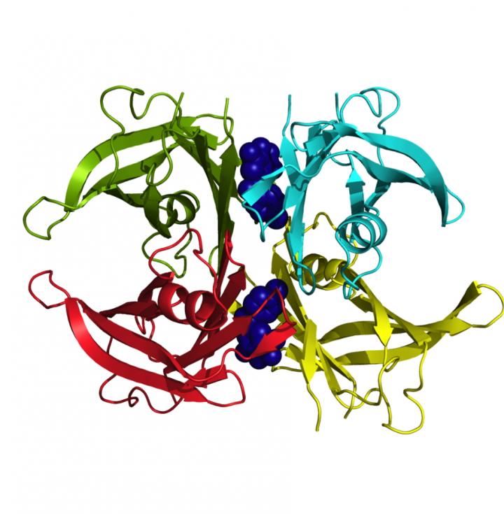 Powerful Drug to Advance in the Fight Against Familial Amyloidosis