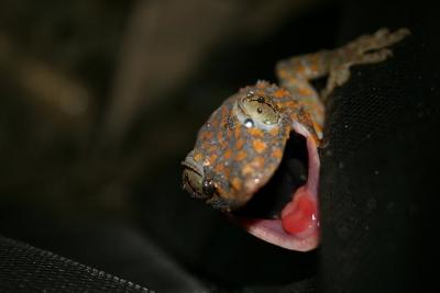 Unregulated Reptile