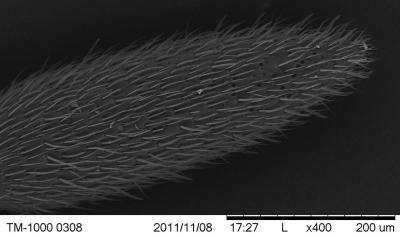 Microscope Image of Ant Antenna