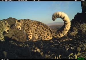 Snowleopard3
