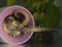 Octopus bimaculoides