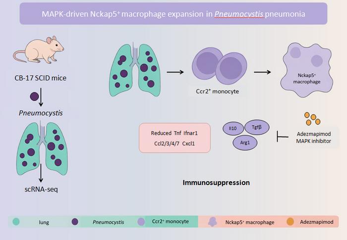 MAPK-driven Nckap5+ macrophage expansion in Pneumocystis pneumonia