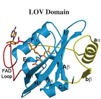 Vivid Protein