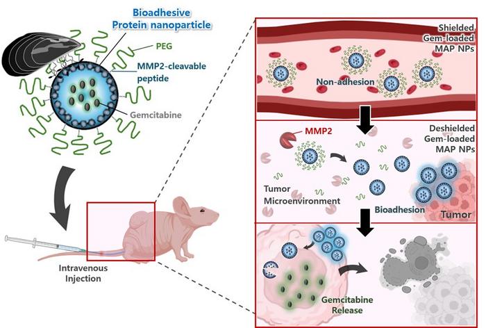 A stealth system for systemic drug delivery based on tumor microenvironment-activated bioadhesive protein nanoparticles for pancreatic cancer chemotherapy