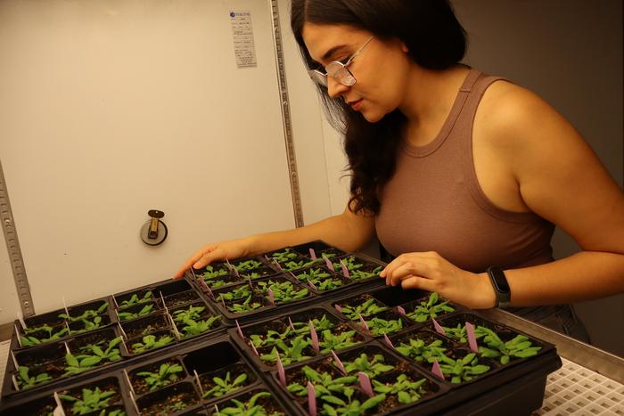 Dr. Gonzalez Garcia examining Arabidopsis thaliana plants