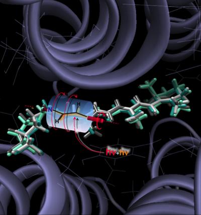 Anabaena Sensory Rhodopsin
