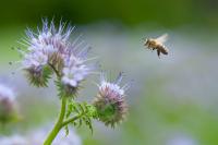 Small Farms Benefit Significantly From a Few Extra Pollinators (2 of 3)