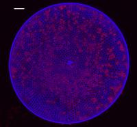 Diatom Cell