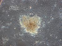 Tasmanian Devil Stem Cell Colony