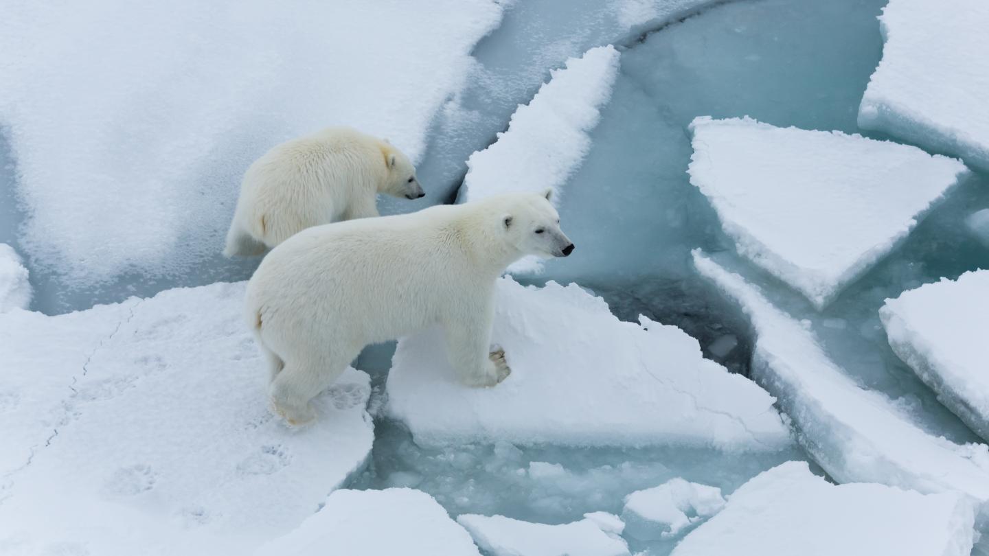 Polar bears