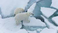 Polar bears
