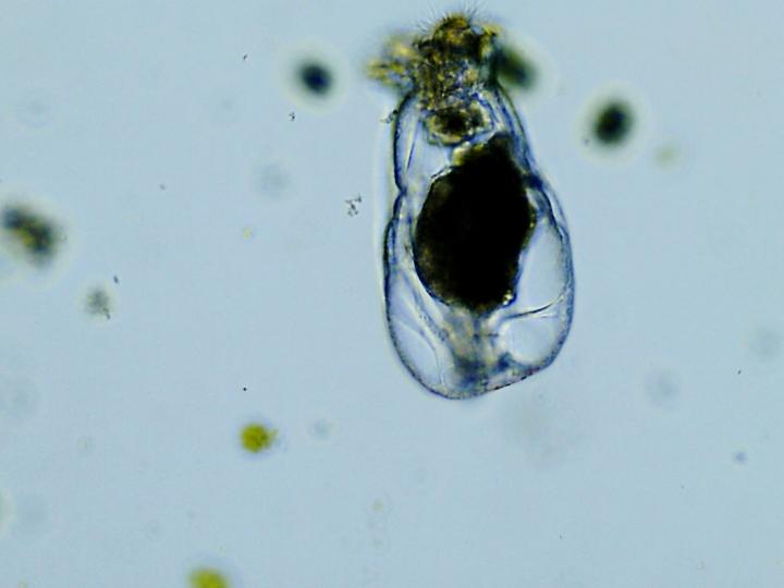 Rotifer