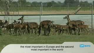 Dominant Deer Hinds Choose the Best Food (1 of 2)