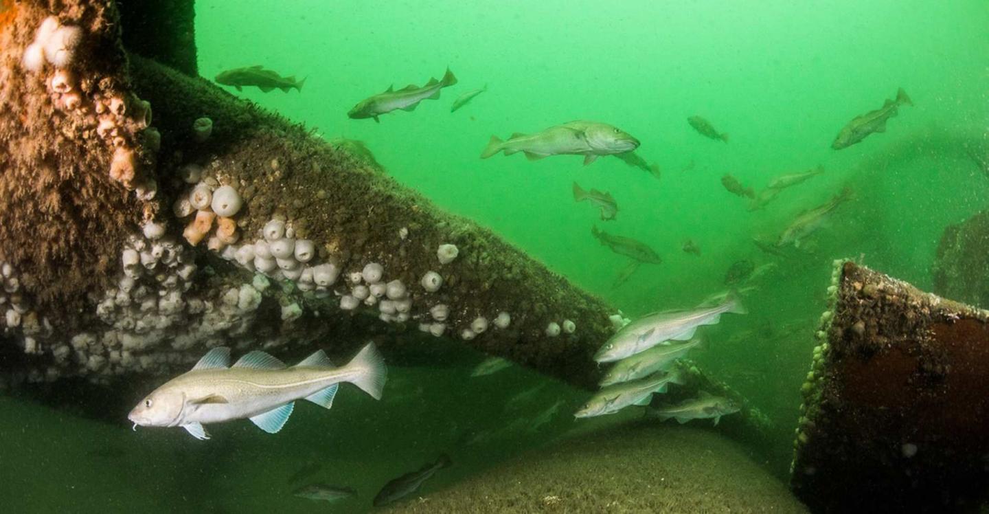 Cod around Oil Rig