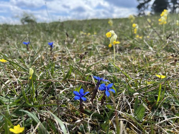 A calcareous nutrient-poor grassland on the Swabian Alb in spring