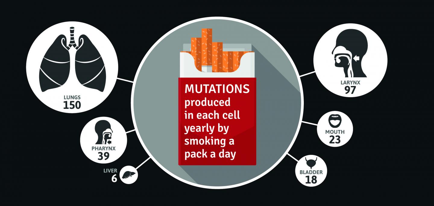 Mutation Types in Diverse Cancers Associated with Smoking