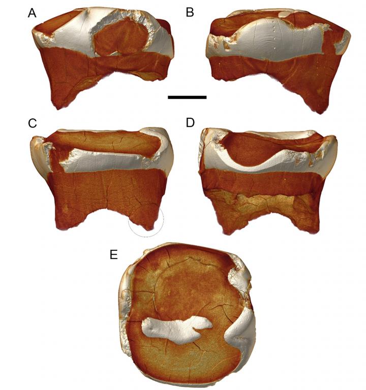 Molar from Fourth Denisovan Extends "Meager" Fossil Record (2 of 3)