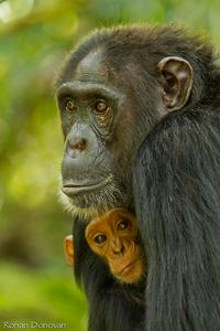Wild chimpanzees learn how to communicate from relatives on mom’s side, not dad’s