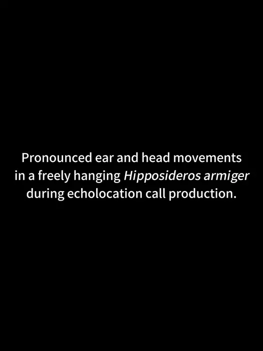 Pronounced ear and head movements in a freely hanging Hipposideros armiger during echolocation call production.