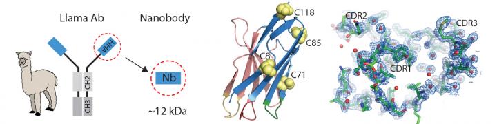 Llama-Derived Nanobodies as a New Tool in Solving Crystal Structure