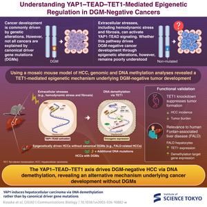 Understanding YAP-1-TEAD-TET1-Mediated Epigenetic Regulation in DGM-Negative Cancers