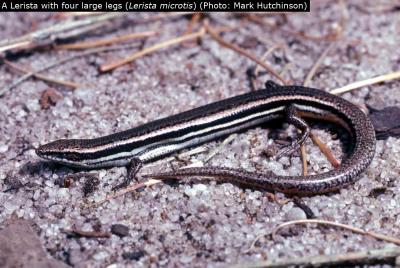 Skink Lizard with Limbs