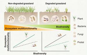 Effects of grassland degradation on ecosystem functioning, biodiversity, and the biodiversity–ecosystem multifunctionality relationship