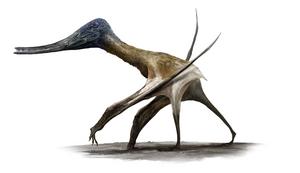 Balaeonognathus