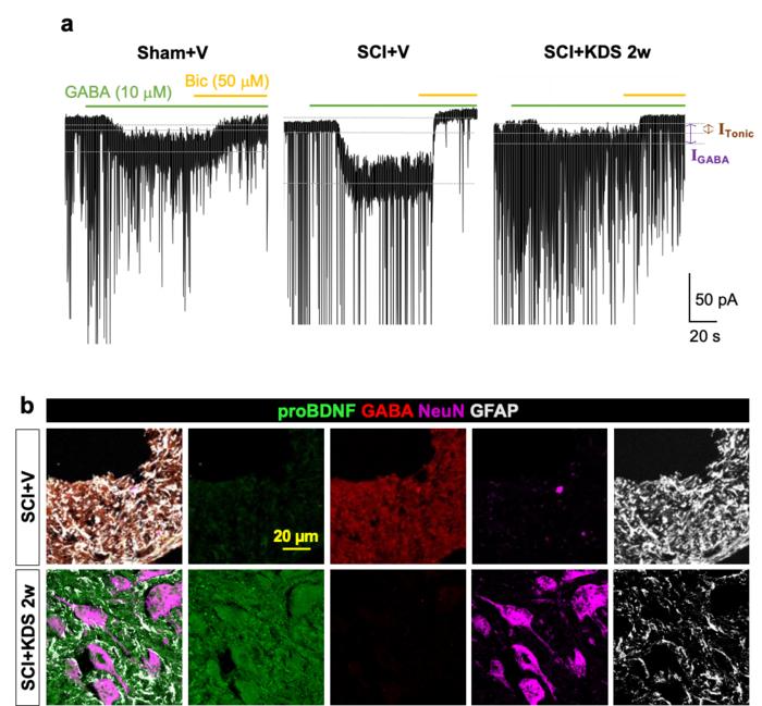 Figure 3. Functional and molecular recovery effects of KDS2010