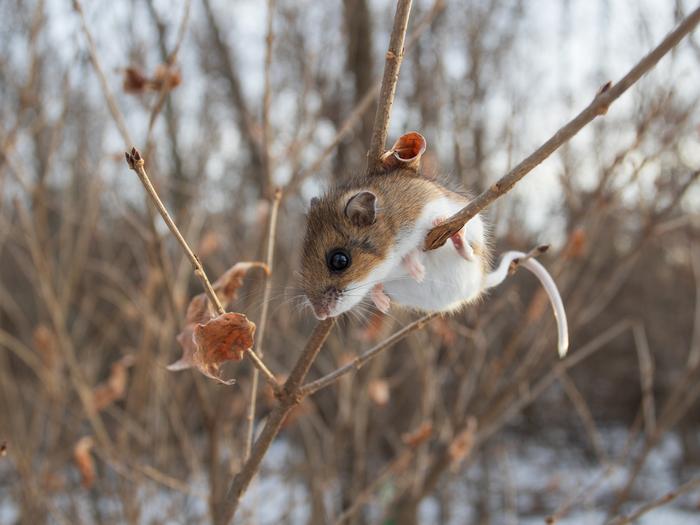 Deer mouse climbing low vegetation