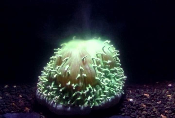 <em>Heliofungia</em> Bleaching Behavior 1