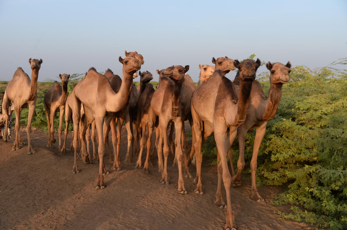 Dromedary camels from a study site in Ethiopia.