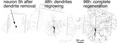 A New Pathway for Neuron Repair is Discovered