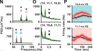 图3-2 猕猴A1群体神经元对三个层级时间信息的处理