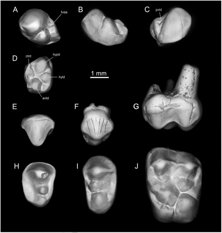 Fossil Teeth