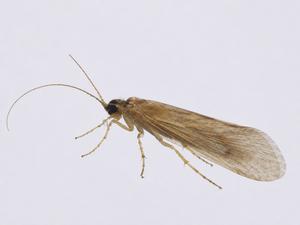 Hydropsyche fitesa