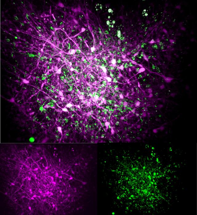 Organoid activity