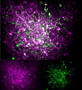 Organoid activity