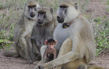 Baboons