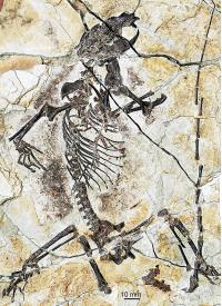 Fossil Specimen