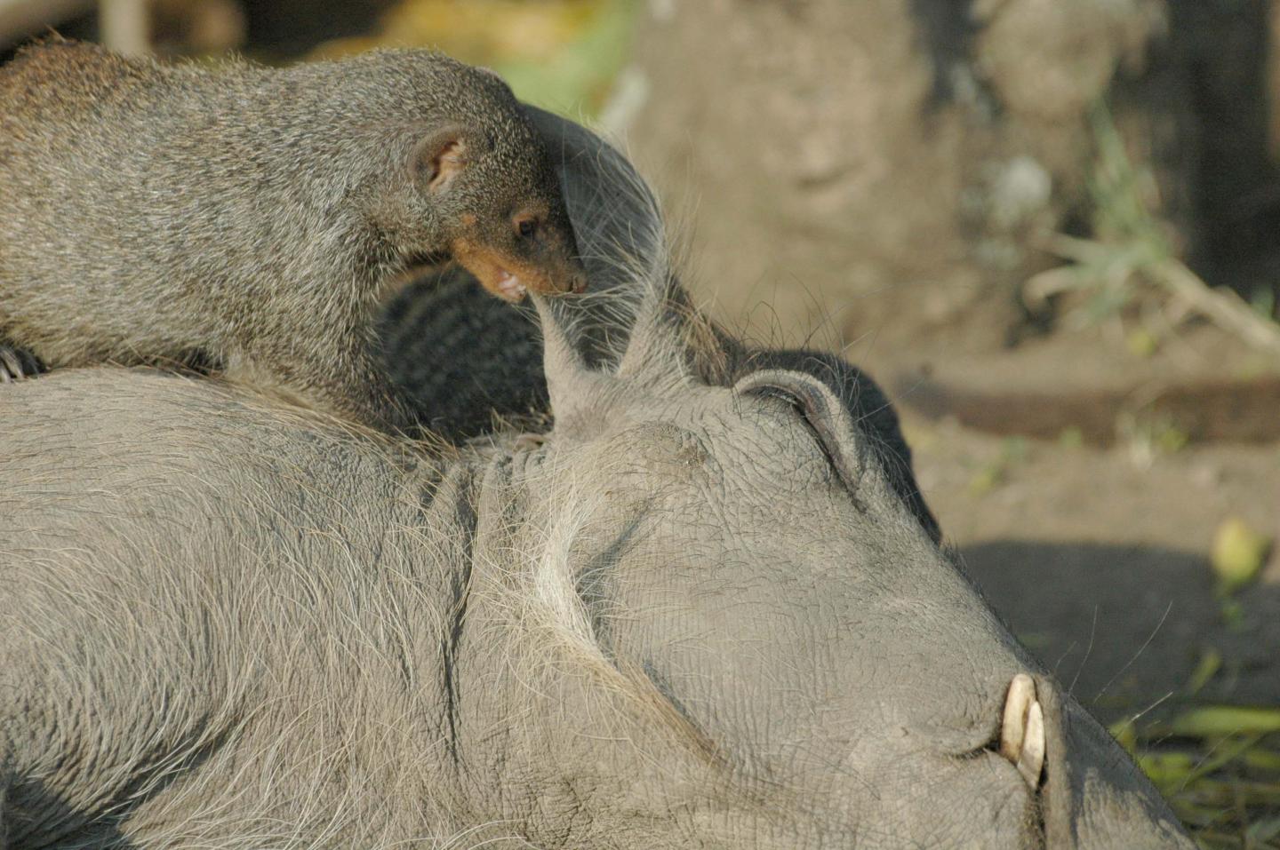 Mongoose & Warthog
