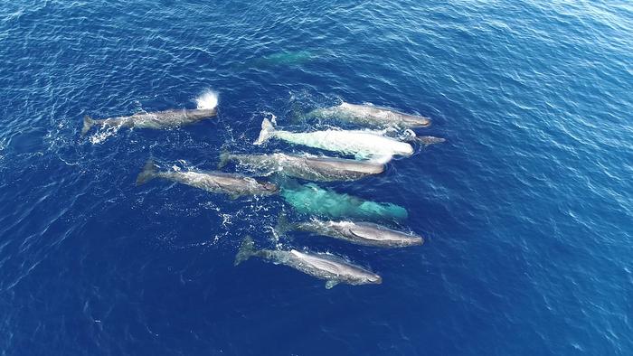 Sperm Whales