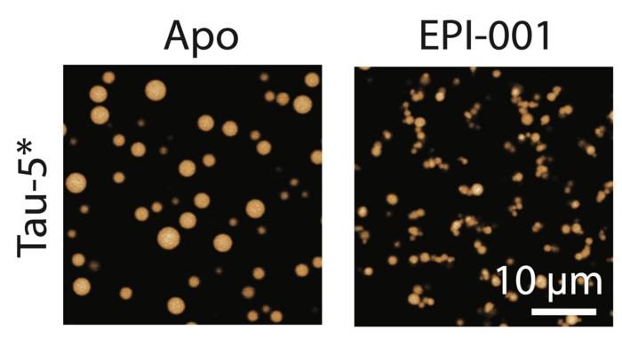 The key to attacking “undruggable” proteins: IRB Barcelona reveals a breakthrough drug mechanism