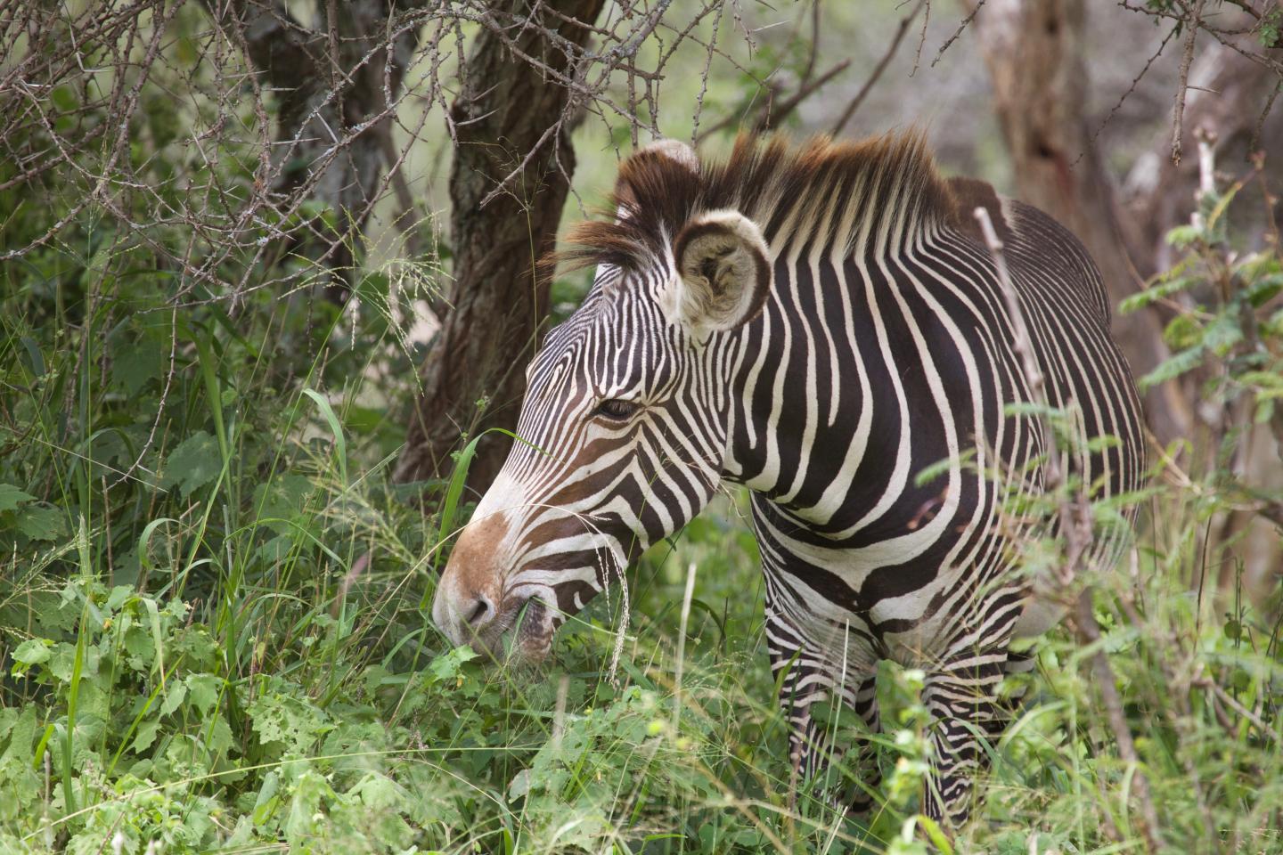 <i>Equus grevyi</i>