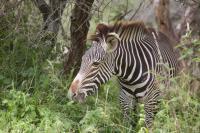 <i>Equus grevyi</i>