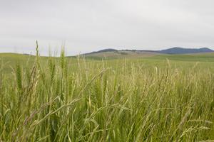Wheat field