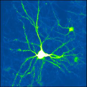 The brain shapes what we feel in real time