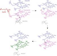 Figure 3: Mechanism of the BVR Reaction