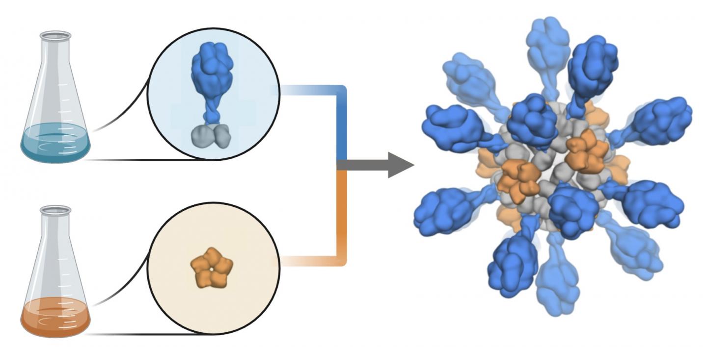 Production of a Nanoparticle Vaccine