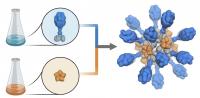 Production of a Nanoparticle Vaccine